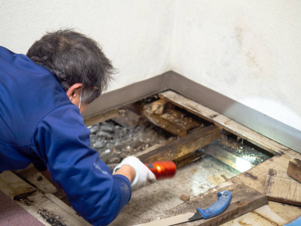 Rosaryville, MD Mold Removal Company