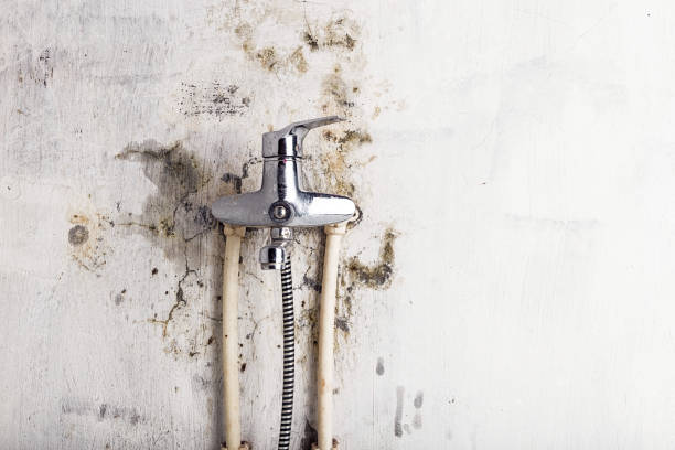 Best Commercial Mold Removal  in Rosaryville, MD