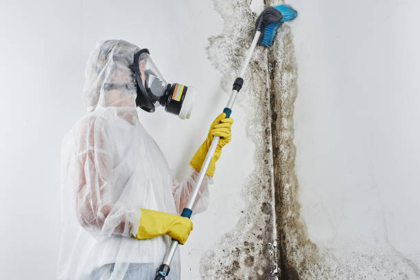 Best Mold Testing  in Rosaryville, MD