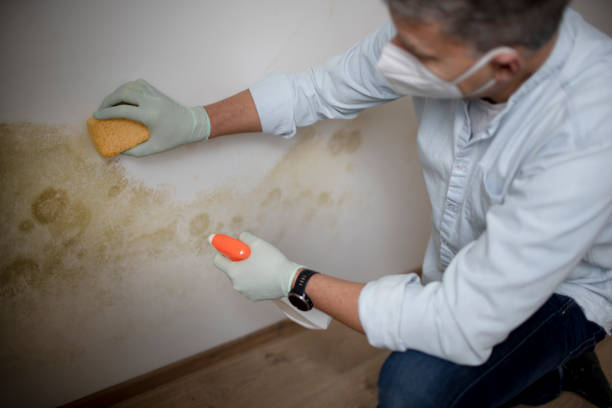 Best Fast Mold Removal  in Rosaryville, MD