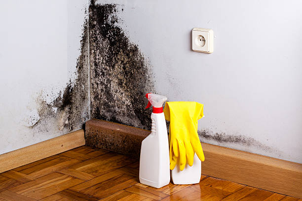 Best Mold Removal Company Near Me  in Rosaryville, MD