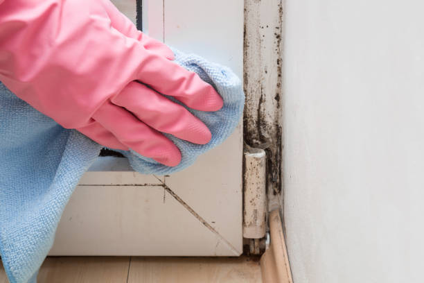 Best Same-Day Mold Removal  in Rosaryville, MD
