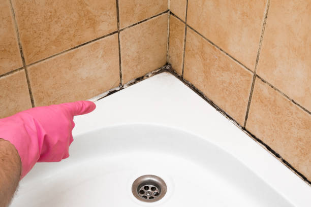 Best Commercial Mold Removal  in Rosaryville, MD